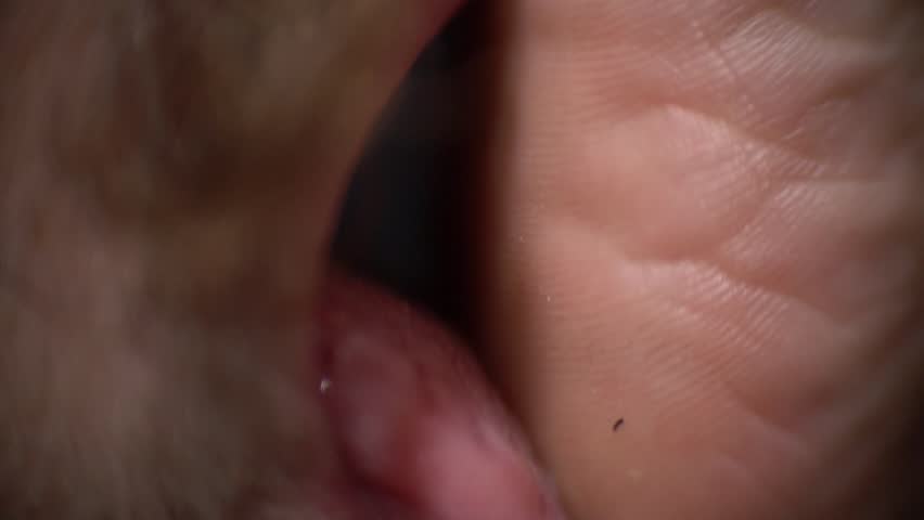 Men Licking Armpits