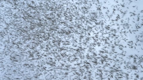 Inside and extremely dense insect swarm, midge bugs close up slow motion 4k