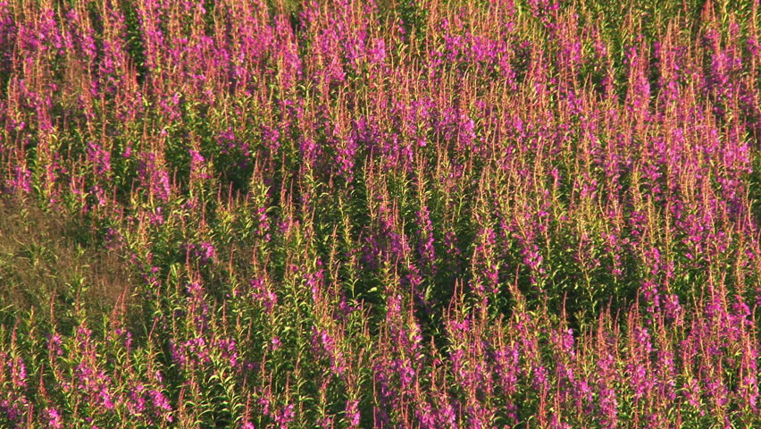 Purple and pink blooming fireweed waving in a gentle breeze on a slope in Alaska