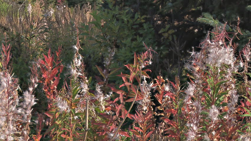 Seed fluffs of fireweed being spread by a breeze