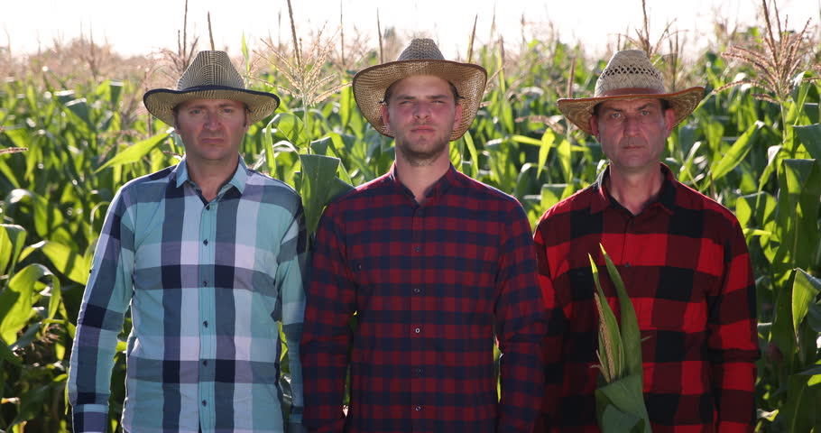 Team Work Farmer Men Show Thumb Up Sign Sweet Corn Fertile Field Rural Country Royalty-Free Stock Footage #31000891