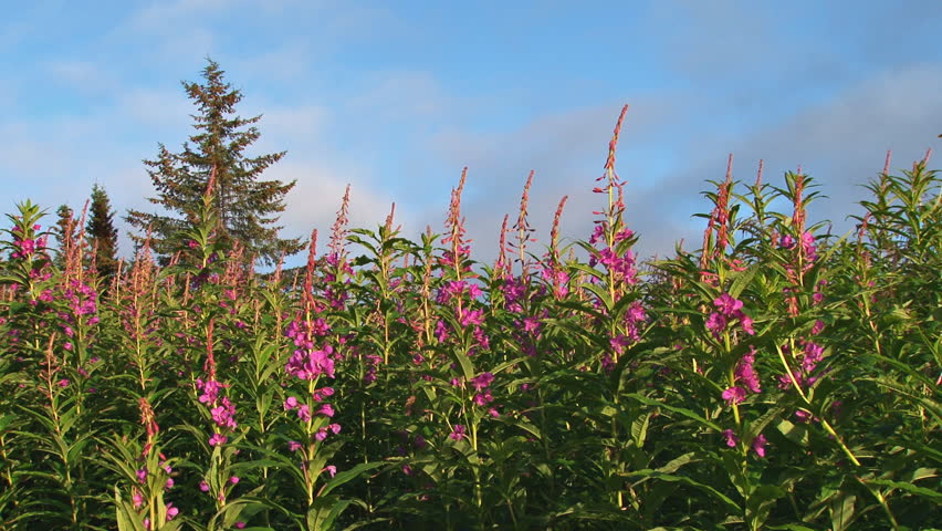 A field of blooming fireweed sways gently in a breeze. There is a tree in the