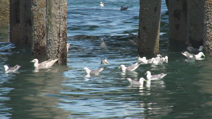 Clustered gulls on waves by the pilings fly away en masse.