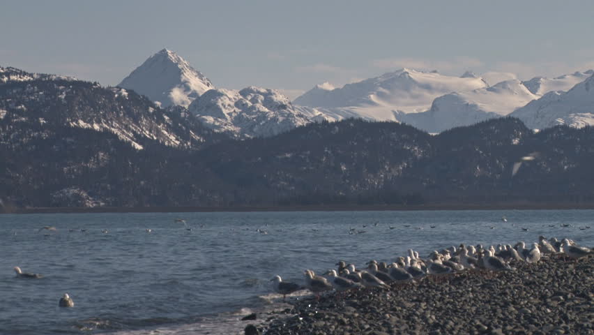A flock of sea gulls standing around on a rocky bayshore beach take off en