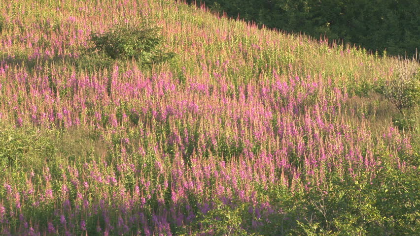 A sloping hillside covered with blooming fireweed in the evening.