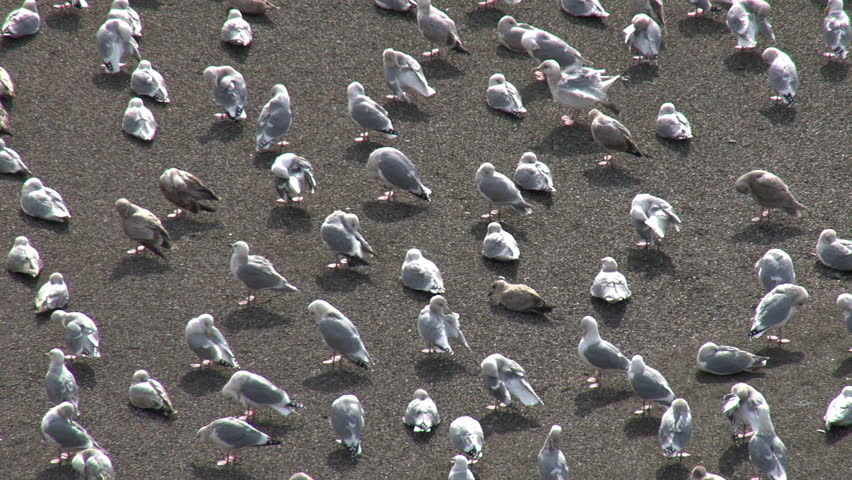 Close-shot of many gulls from above, pull back to expose thousands on sand bar