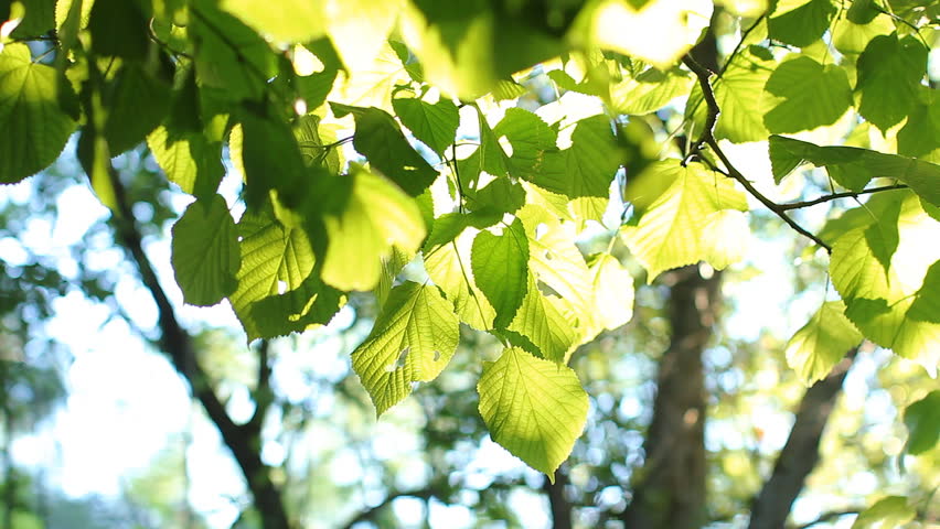 Bright green leaves on a tree, lit by the sun. Sunset in the summer park. | Shutterstock HD Video #31001848
