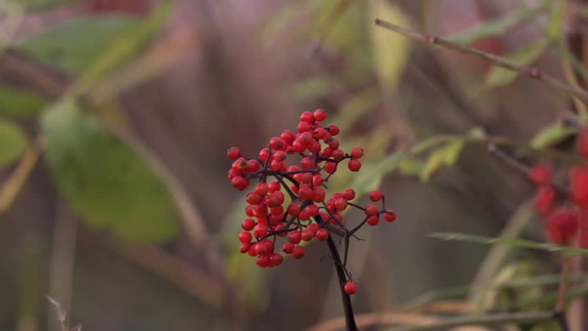 Close shot of red elderberries near center frame on their stalk, moving less in