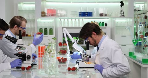 Team of Researchers People Testing Strawberry Fruits Studying in Laboratory Room