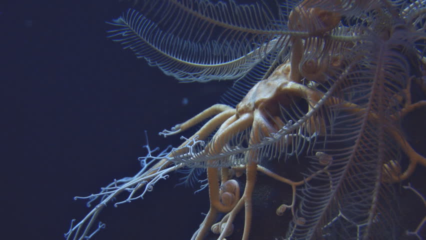 Underwater weirdness at Seward Sea Life Center