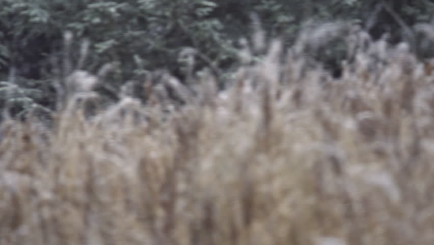 Slow motion pan shot with focusing shifting through the standing dead grass and