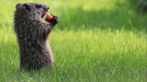 Young groundhog standing in soft green grass eats carrot while another scurries on by 