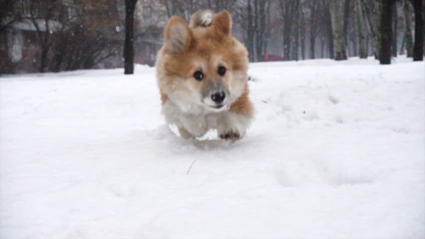 fluffy puppy walking puppy