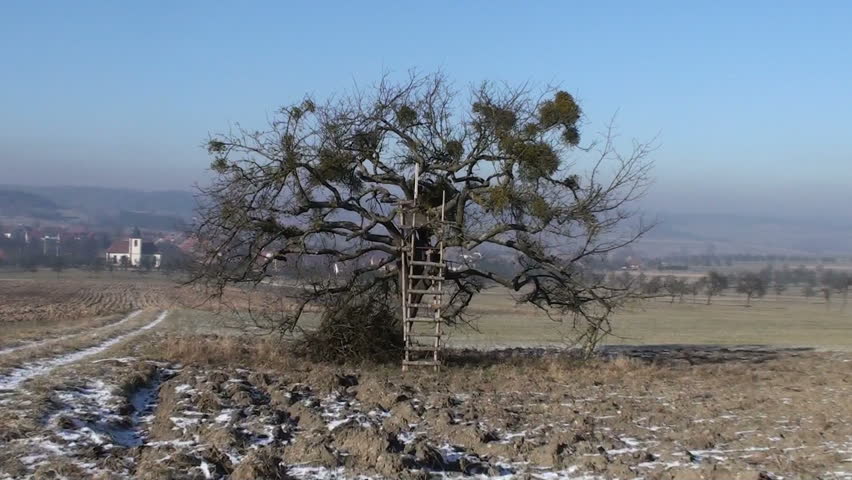 Focus on a tree