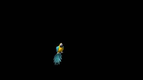 Parrot Flies Alpha Matte 3D Rendering Animation Animals