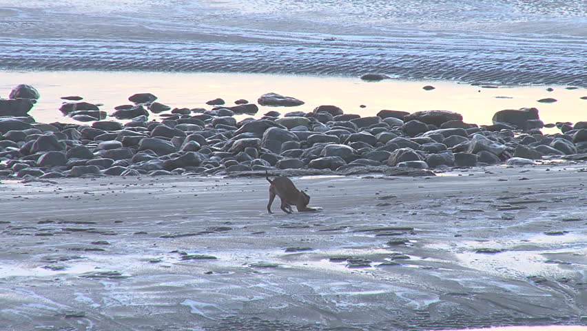 Dog Trying to Pick Up Frisbee on Icy Frozen Beach