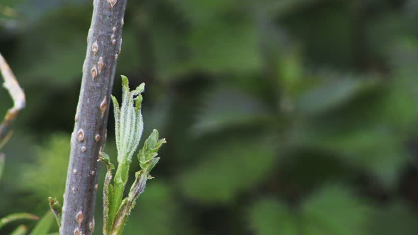 Rack focus from fresh sprig and elderberry bud to wild nettles