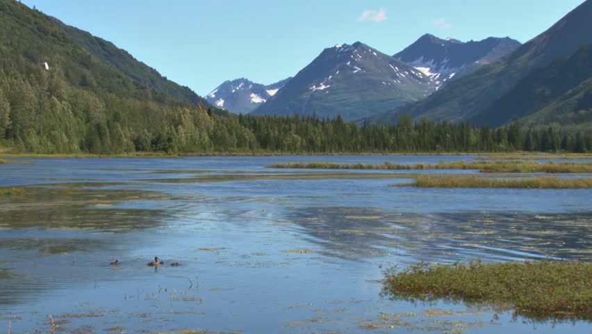 Tern Lake in Alaska, enjoyed by a mother duck and her offspring.