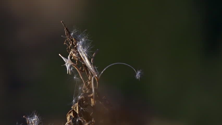 Delicate fluffs and dried leaves and tassels on the fireweed