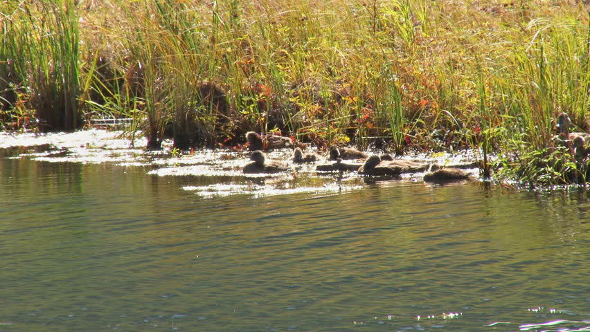 A family of ducks resting in the algae on the shoreline of a lake on a windy