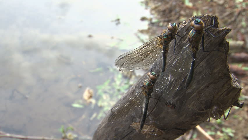Three dragonflies (and two crickets) on the end of a dead log or branch at a