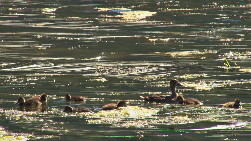 Surrounded by her brood of playful ducklings, a mother duck is wary of
