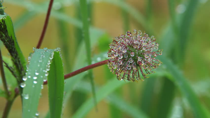 Delicate refracting dew drops clinging tenaciously to a seed head of an