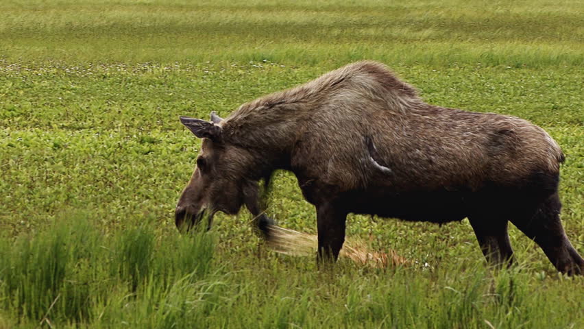 Moose moving through a marsh, clip starts with an angry stomping kick to express
