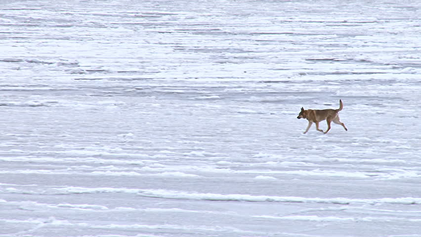 Dog running on frozen bay ice.