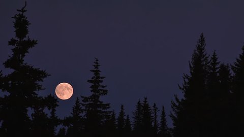 Full moon rising, becomes partially obscured by a spruce tree. Early evening moon rise with red sunset yields a warm reddish cast to the moon.
