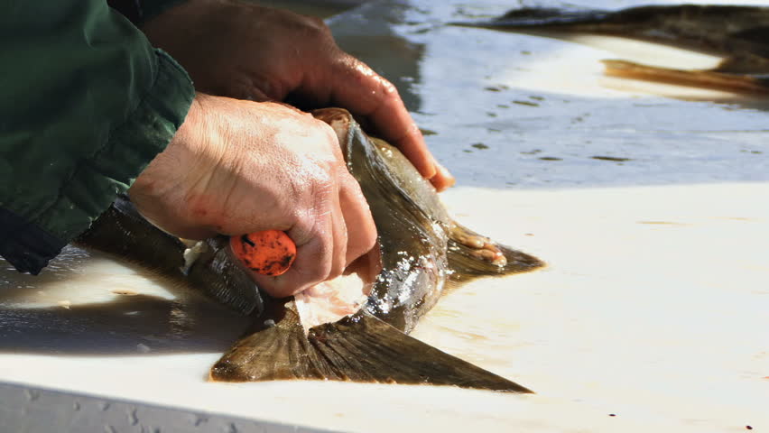 Close shot of filleting a fresh halibut.