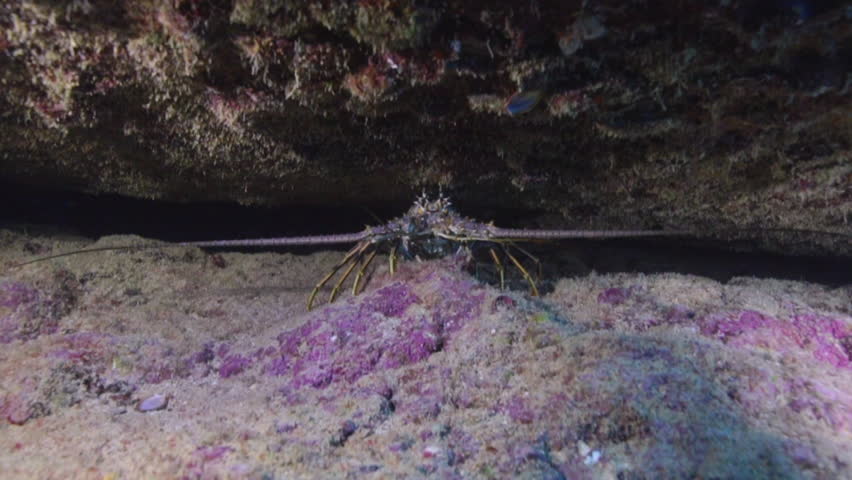 Caribbean spiny lobster in a coral reef