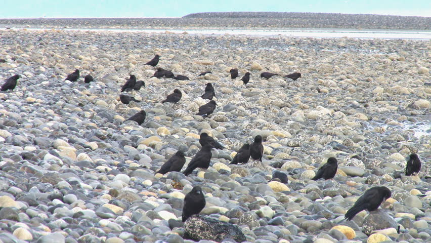 A bunch of crows preening on beach rocks.