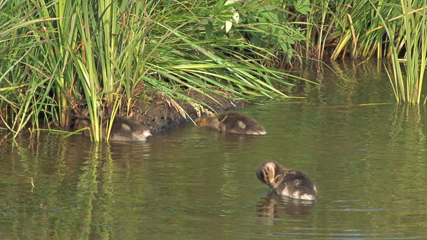 three fuzzy baby ducks bobbing around in the water