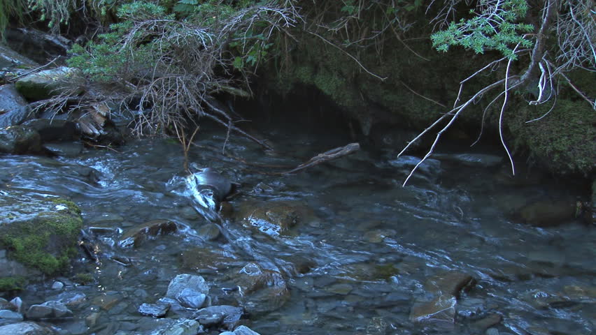 Clear creek flowing over the carcass of a dead Chinook salmon as several