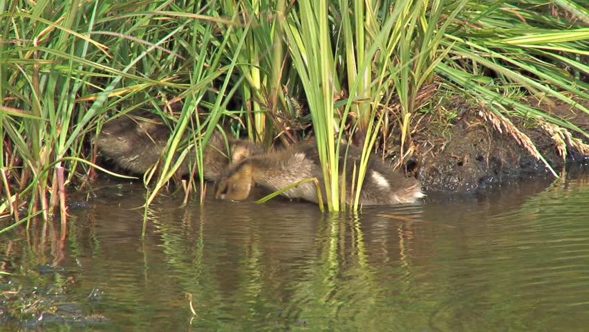 Two little baby ducklings snarfling in the muck at the edge of a lake, hemmed by