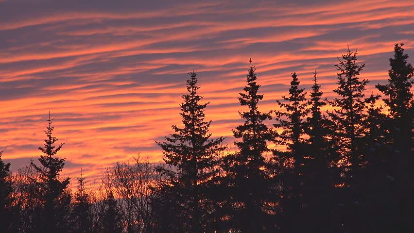 Wintertime sunset over spruce forest. Real time.