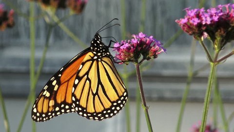 Male Monarch Butterfly Pollinator Cluster Vivid Stock Photo 1176094861 ...