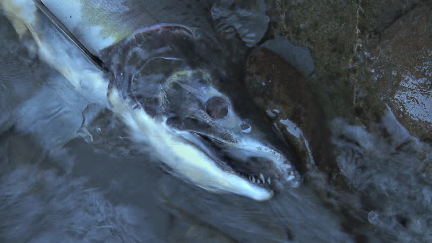 More direct overhead shot of a dead Chinook salmon lodged against a rock with