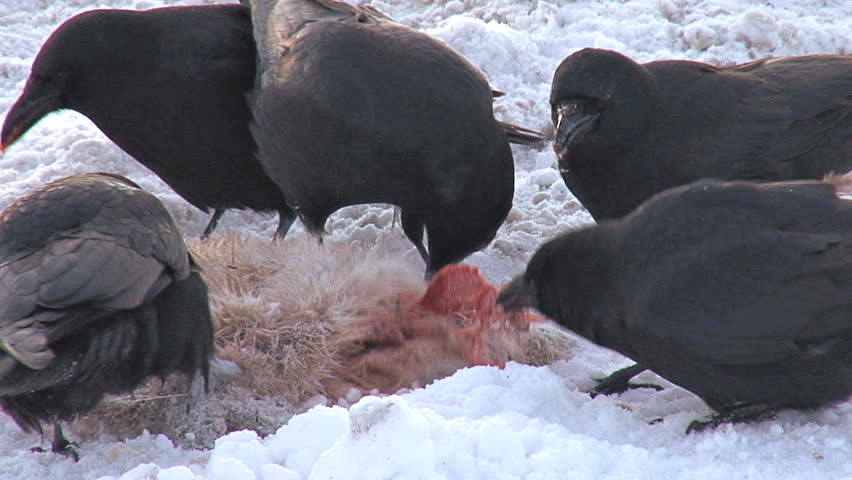 A murder of crows pecking at and rending the mangled flesh of a hapless