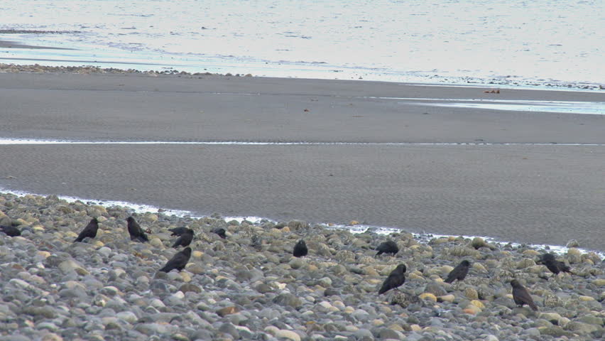 Crows preening on beach rocks
