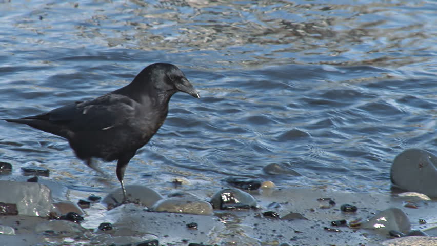 Crow looking for things to eat by water's edge.