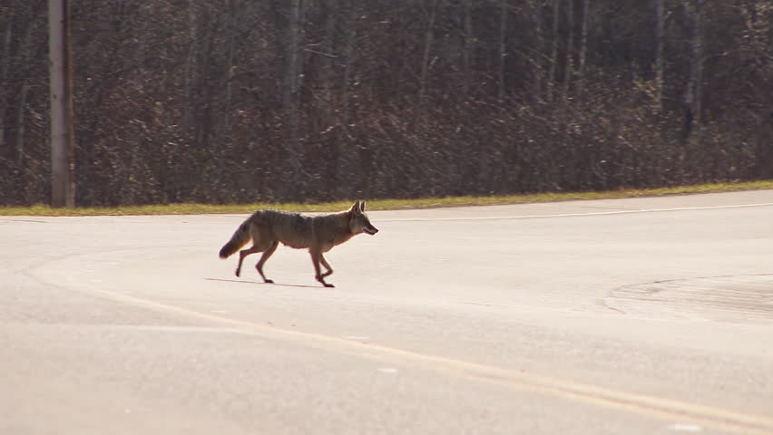 A wary coyote crosses a road in British Columbia, Canada.