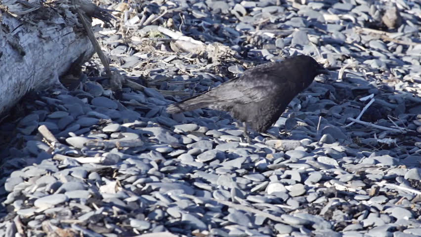 A crow, looking for food tidbits amid the rocks and detritus on the beach, hops