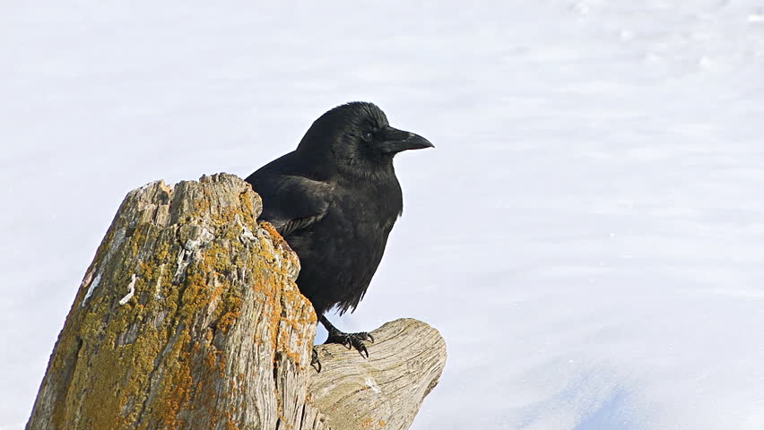 Crow on old mossy stump, snow in background, cleans beak.