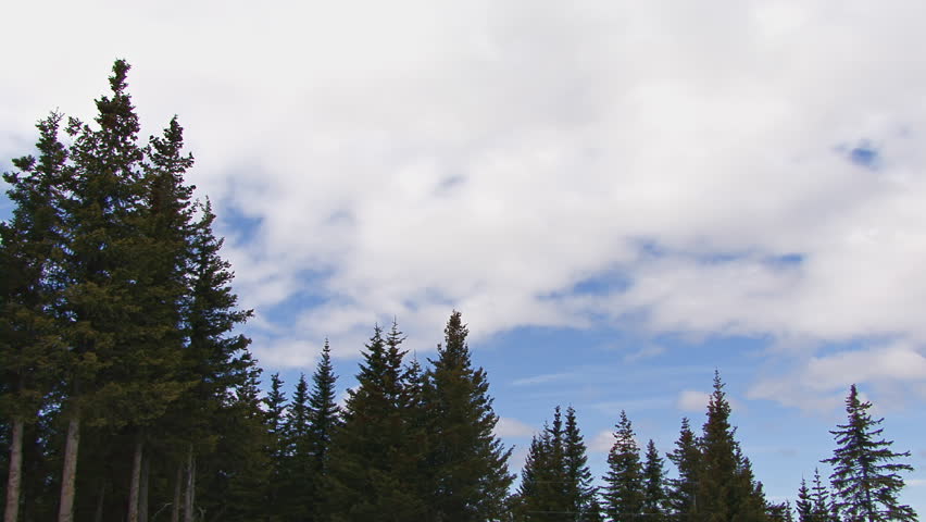 Cultivated spruce forest with time lapse clouds moving laterally overhead.