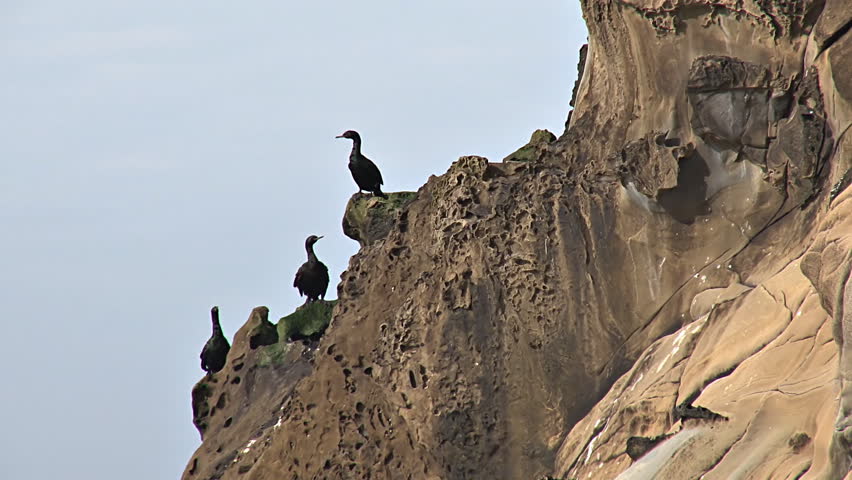 Several cormorants hanging out on a sandstone rock ridge of strange shape over