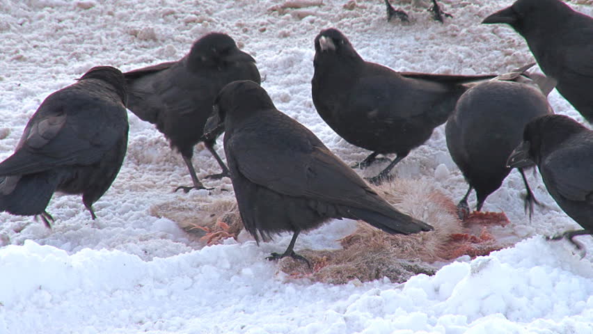 A murder of crows pecking at and rending the mangled flesh of a hapless