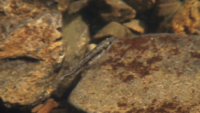 Close-up of Baby Fish Swimming in Lakeside Shadows