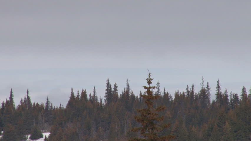 A helicopter flies from right to left over a ridge lined with spruce trees.
